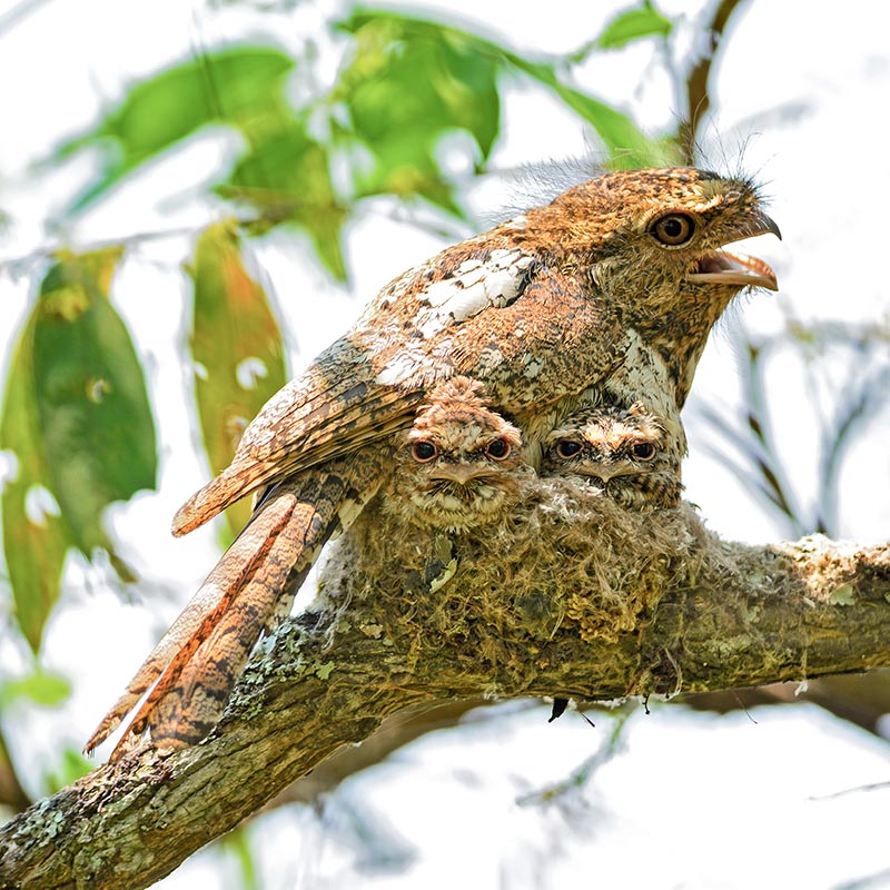 Hodgson’s frogmouth with its two juvenile chicks in the nest