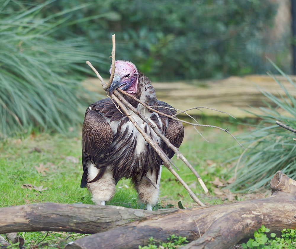 Lappet-faced Vulture building a nest