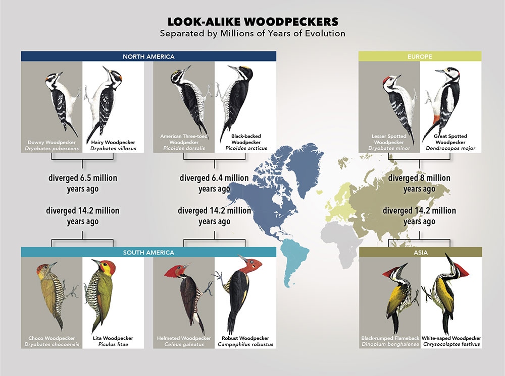 Around the world there are several pairs of woodpeckers that look alike, but aren’t closely related. Graphic by Jillian Ditner/Cornell Lab of Ornithology