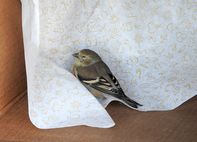 A stunned American Goldfinch after it crashed into an all-glass building in Connecticut