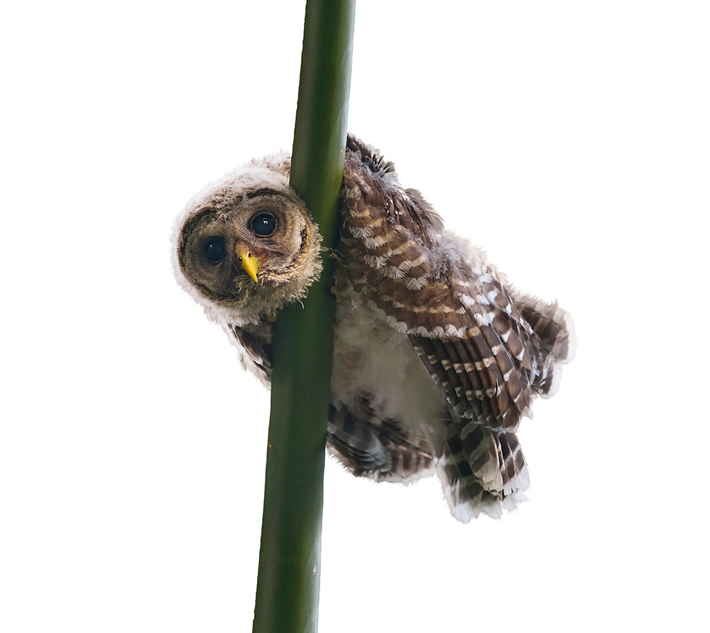 Barred Owl - Chapter 2: One Sort of a Parliament