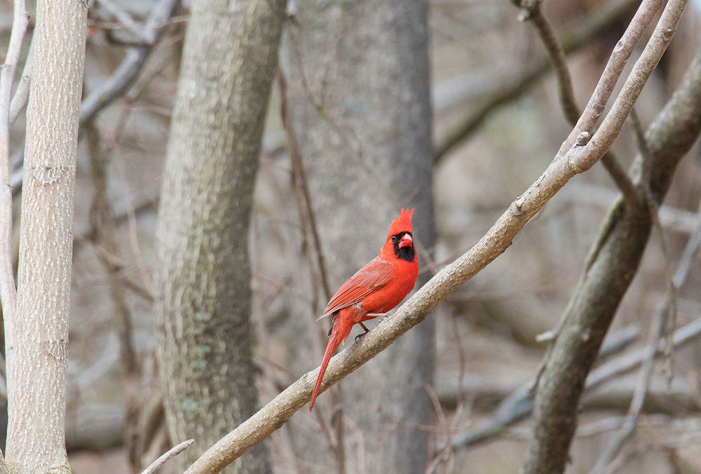 The Northern Cardinal is a perennial favorite of bird watchers because of its bright red colors, joyful songs and year-round presence