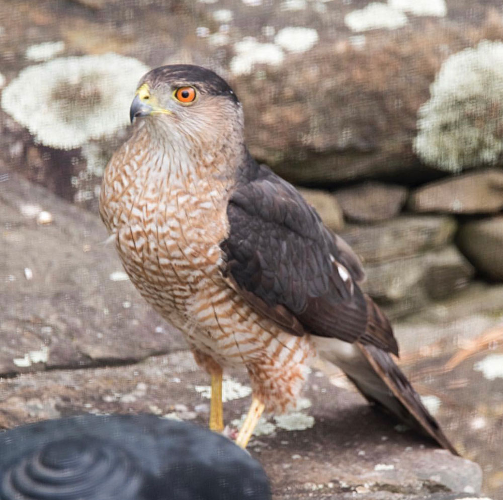 Dan captured this Cooper's Hawk in a quick flash when it landed trying to rustle a songbird. There was no time to compose his photo and he went with the moment