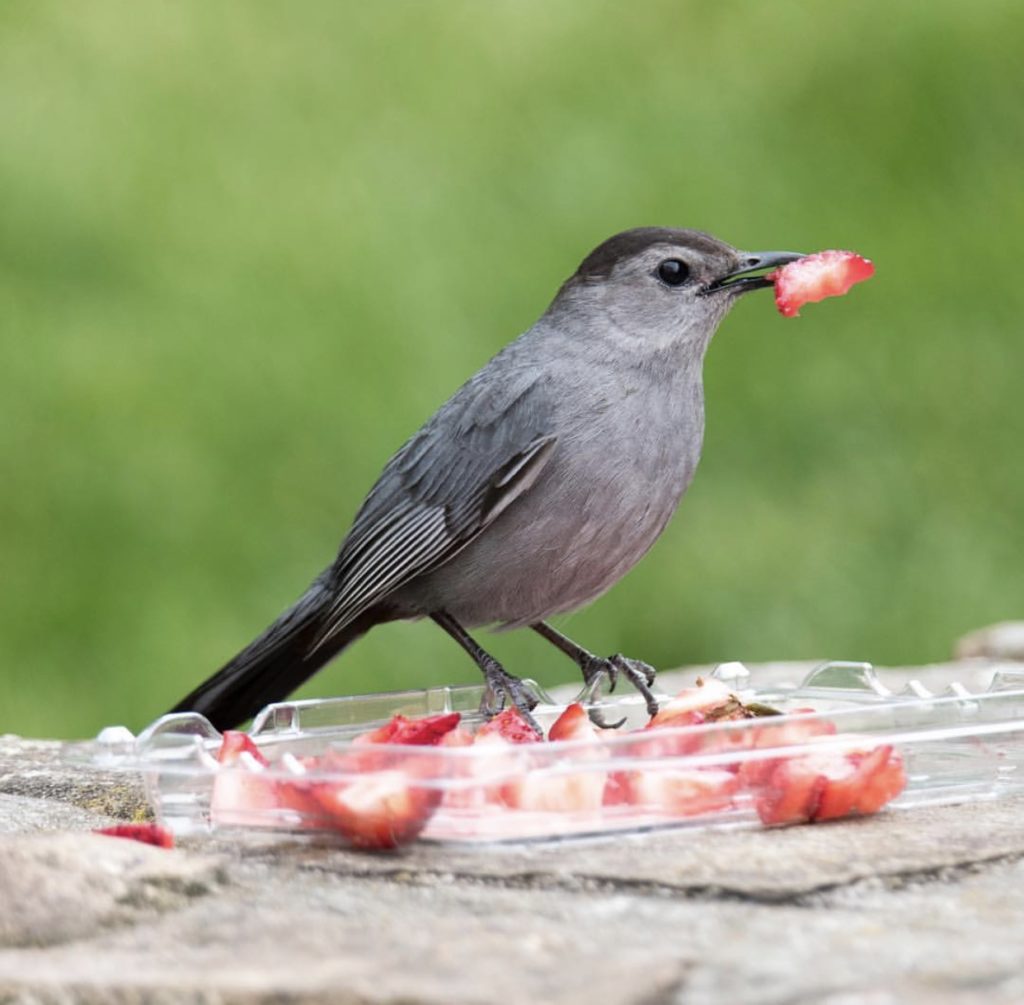 Beautiful Gray Catbird Dan of intoBirds captured enjoying a strawberry in the backyard