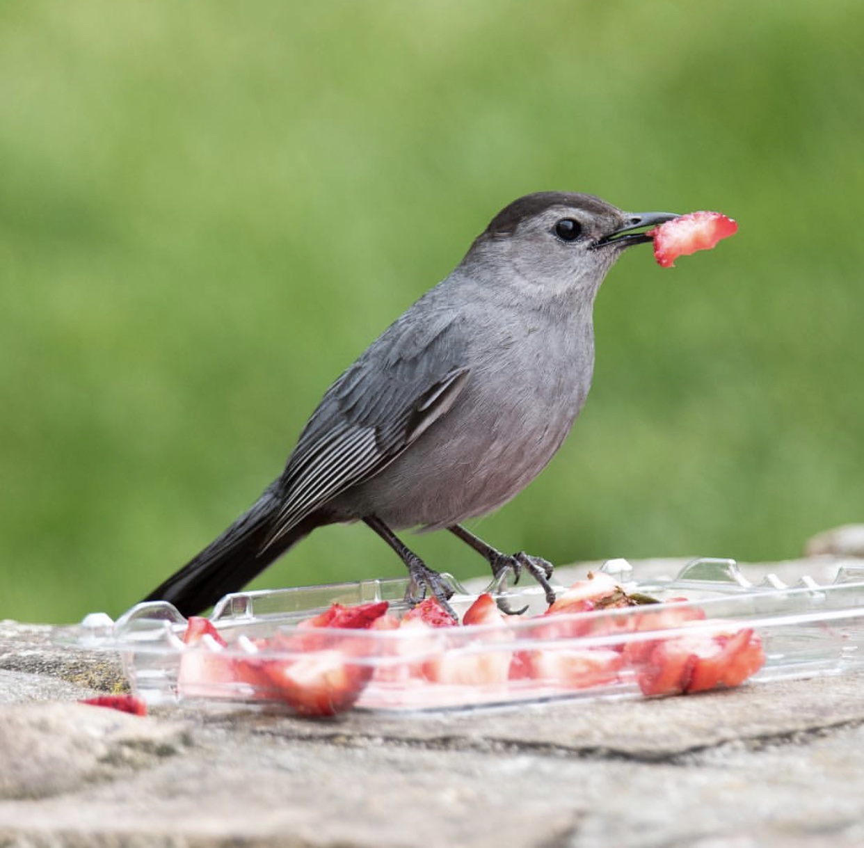 Beautiful Gray Catbird Dan of intoBirds captured enjoying a strawberry in the backyard