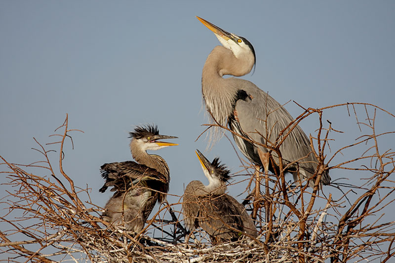 Great Blue Heron family in nest