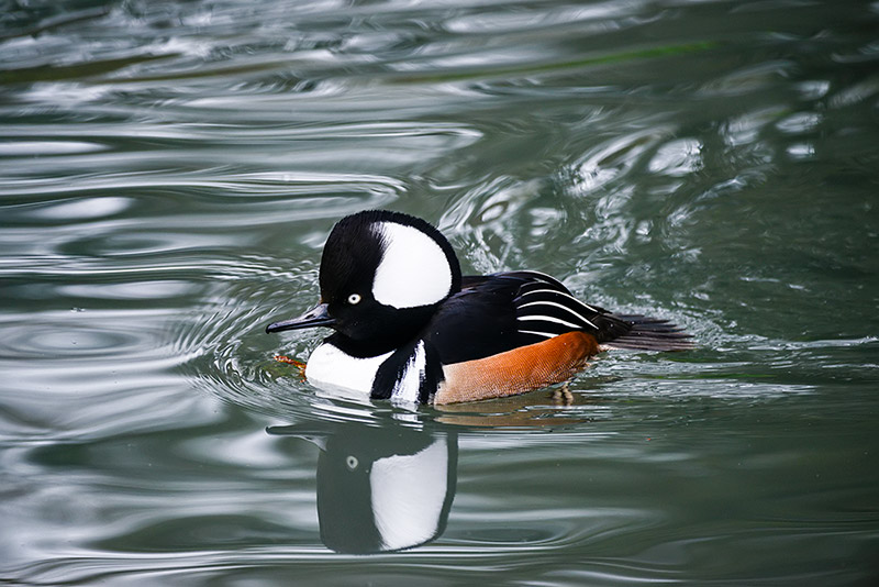 Hooded merganser - Chapter 3: Nothing to Sneeze at