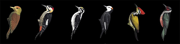"Plumage mimicry” isn’t a fluke – it happens among pairs of distantly related woodpeckers all over the world