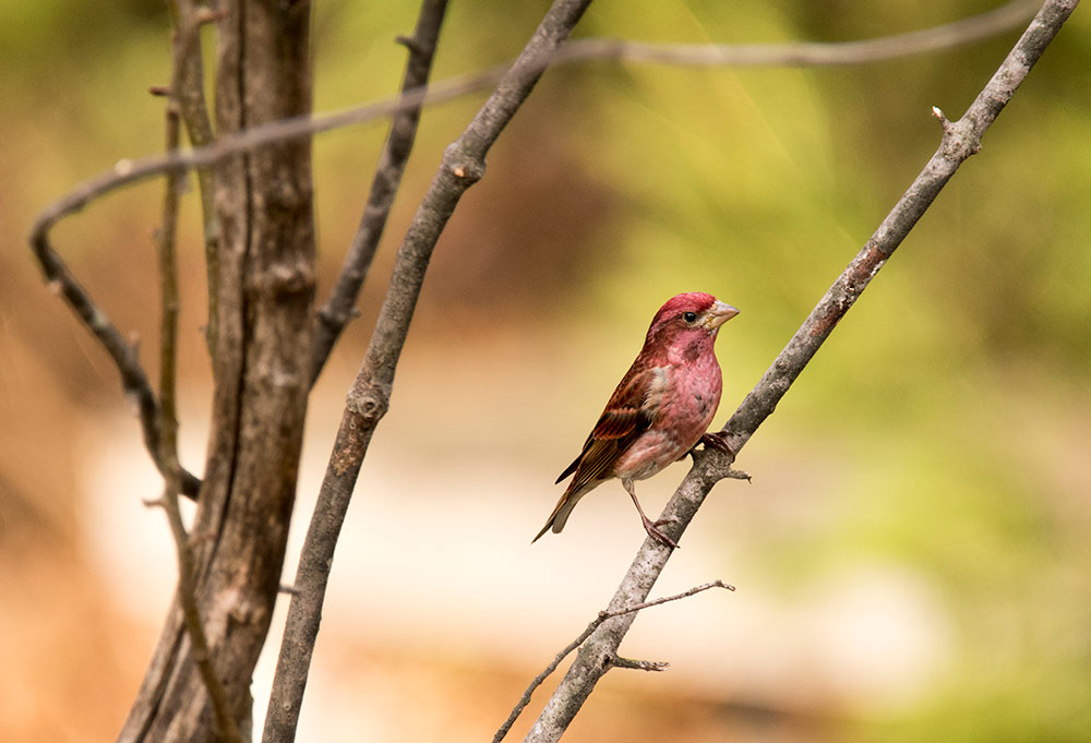 Purple Finches feed up in trees and on the ground in open woods and readily come to bird feeders