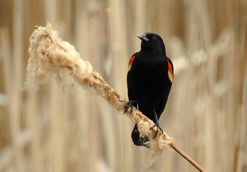 Red-winged Blackbirds provide the soundtrack serenading us birdwatching