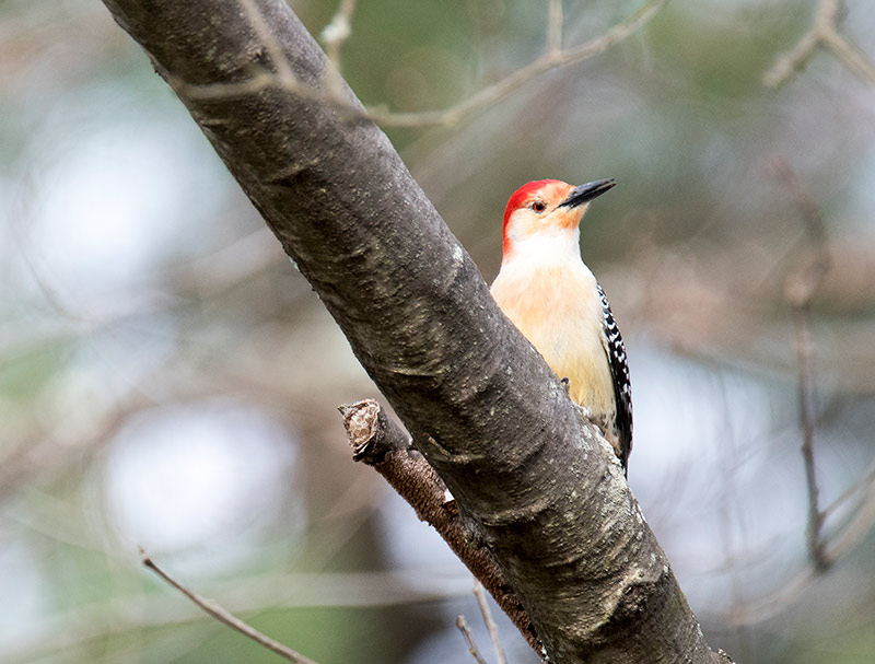 The Red-bellied Woodpeckers strikingly barred backs and gleaming red caps make them an unforgettable sight