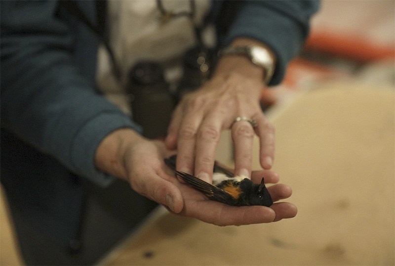 American Redstart after building collision. Photo Credit: Ben Norman