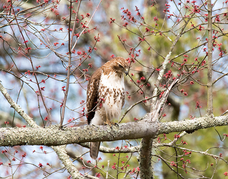Red-tailed Hawk perches on branch eyeing its prey