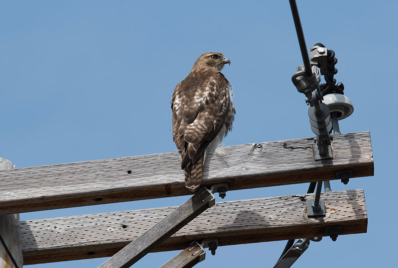 We often spot Highway Hawks, but rarely have the opportunity to stop and enjoy these beautiful birds