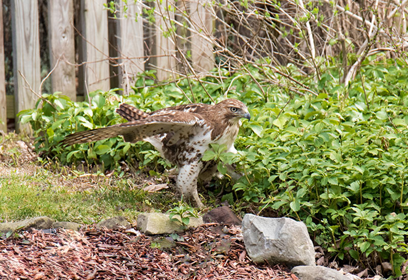 Red-tailed hawks hunt from the air. As they circle and soar, they can spot a mouse from 100 feet up in the air—about ten stories high