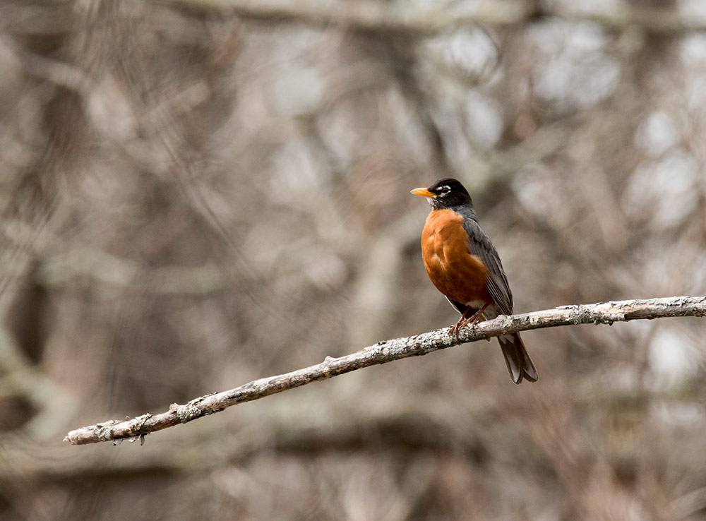 Look for American Robins running across lawns or stalking earthworms in your yard or a nearby park