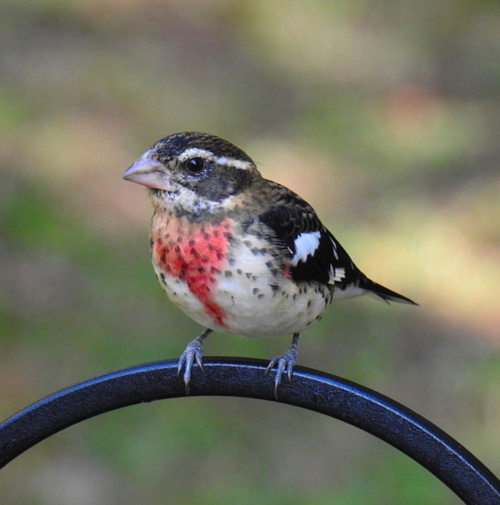 Quick snap of a Male Rose-breasted Grosbeak I was lucky enough to capture