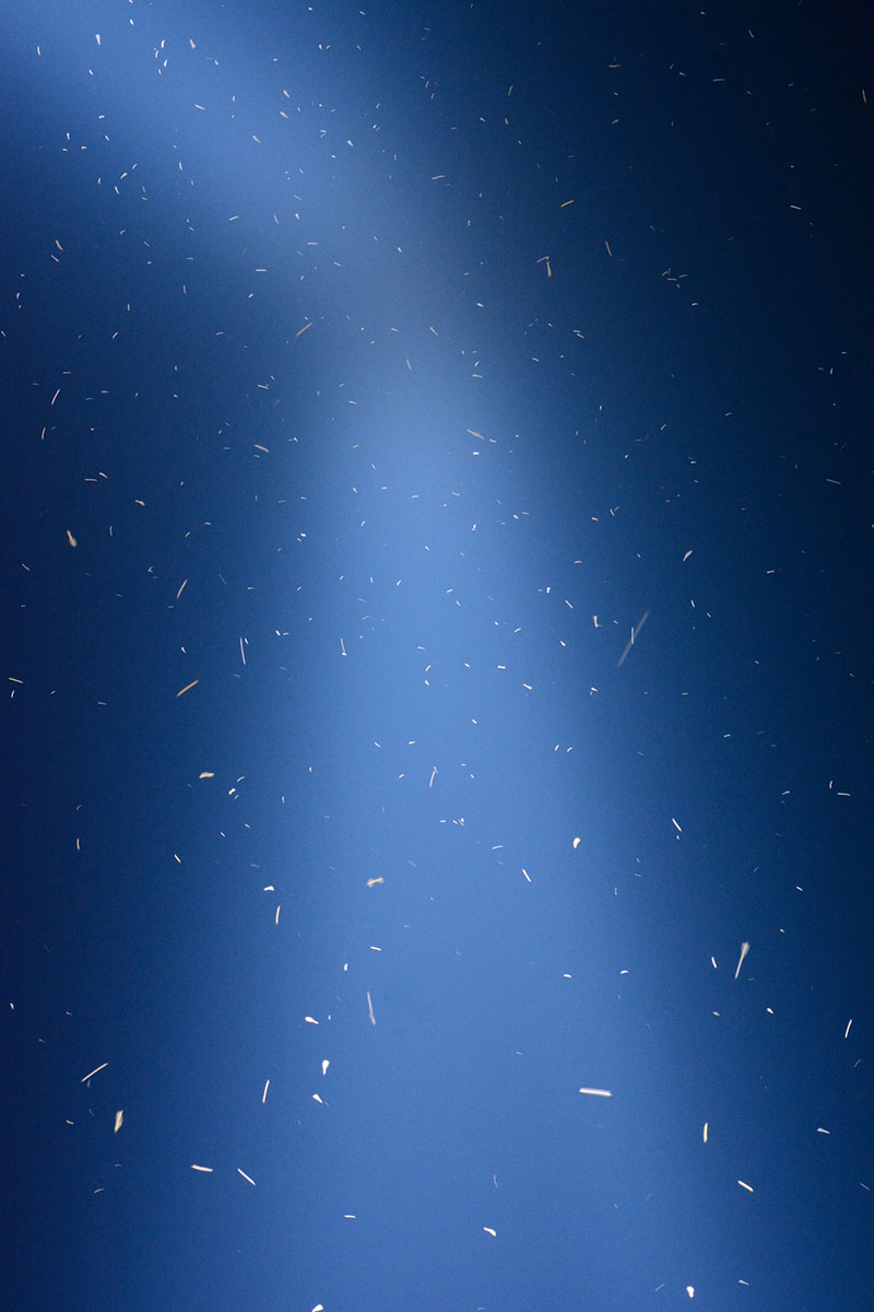 Migratory birds in light beams from the Tribute in Light in New York City, September 2017. Photo credit: Kyle Horton