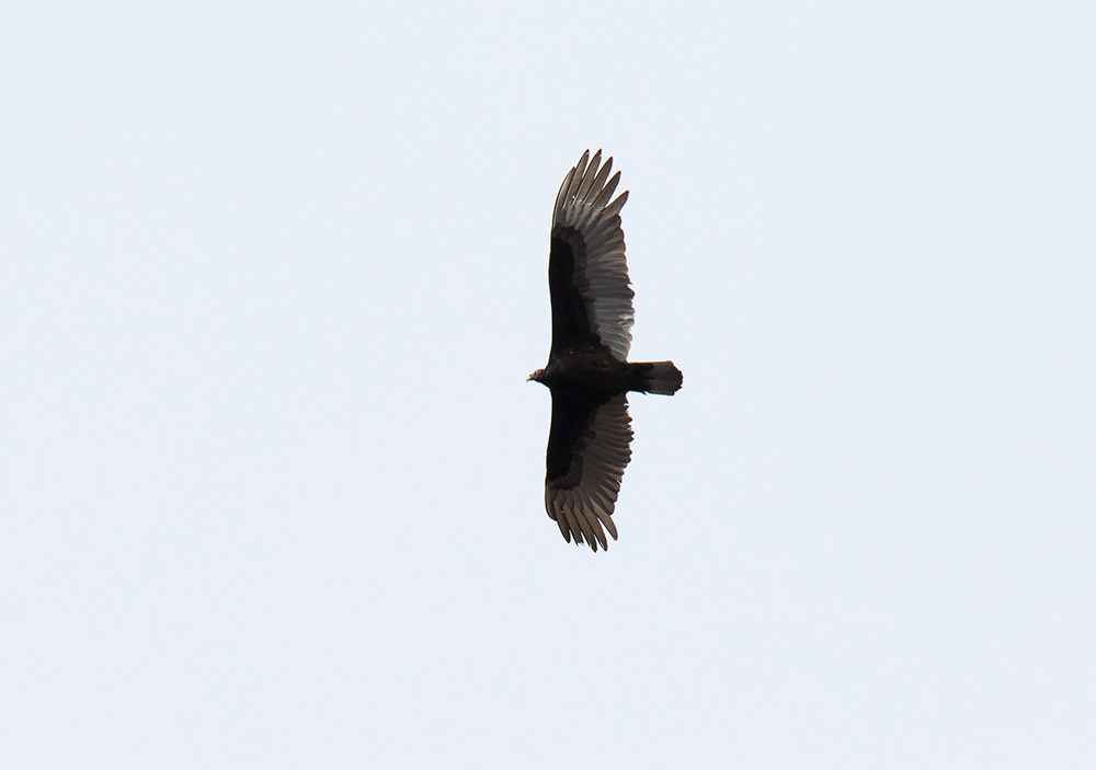 A familiar sight in the sky is the dark, long-winged Turkey Vulture, soaring high over the landscap