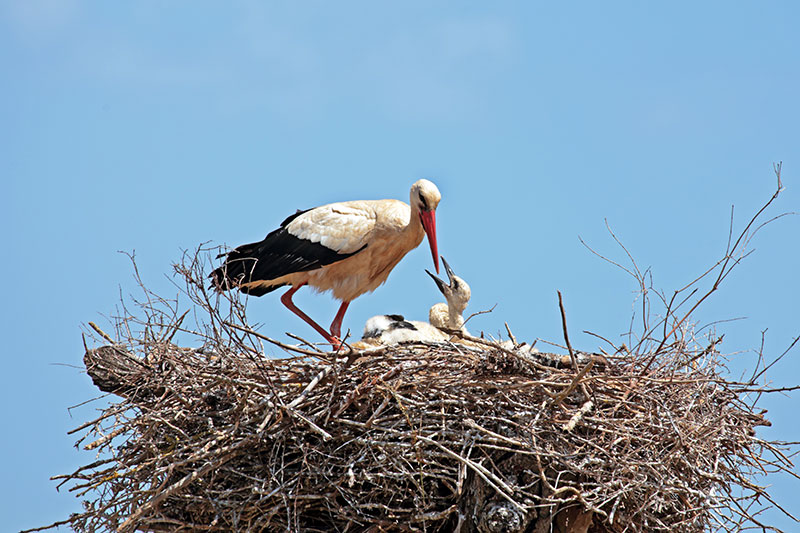 White stork (Ciconia ciconia)with young baby stork on the nest