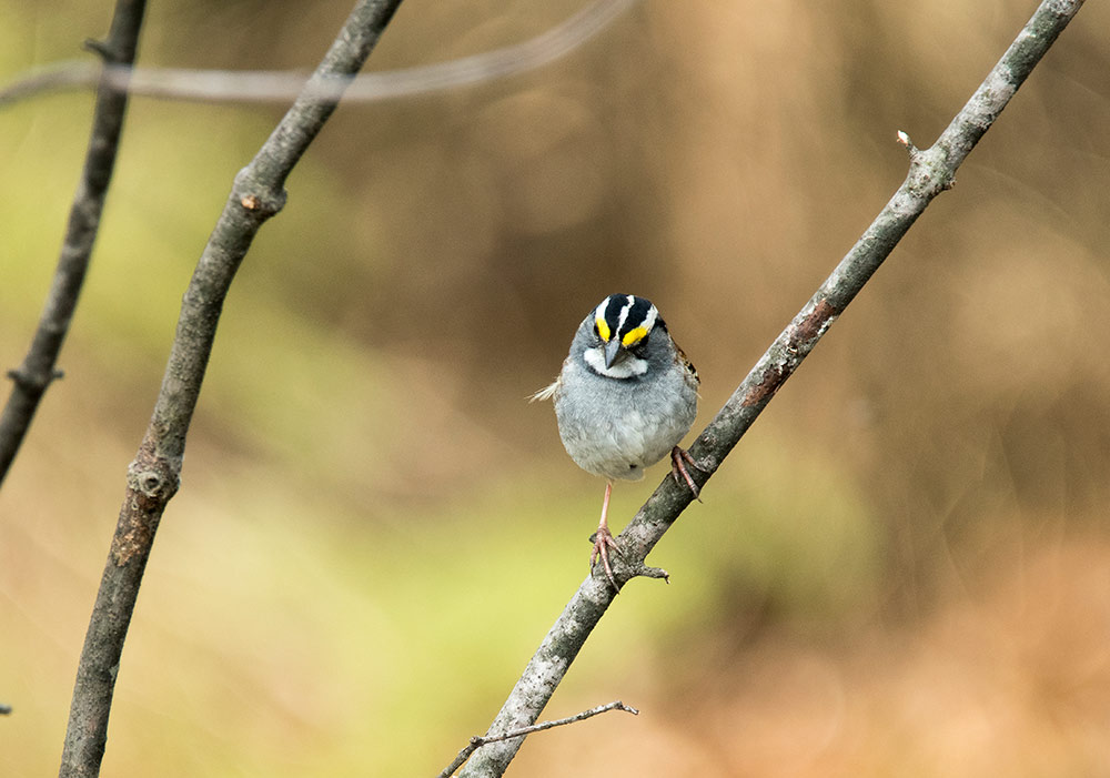 White-throated Sparrows sing a pretty, thin whistle that sounds like Oh-sweet-canada-canada or Old-Sam-Peabody-Peabody