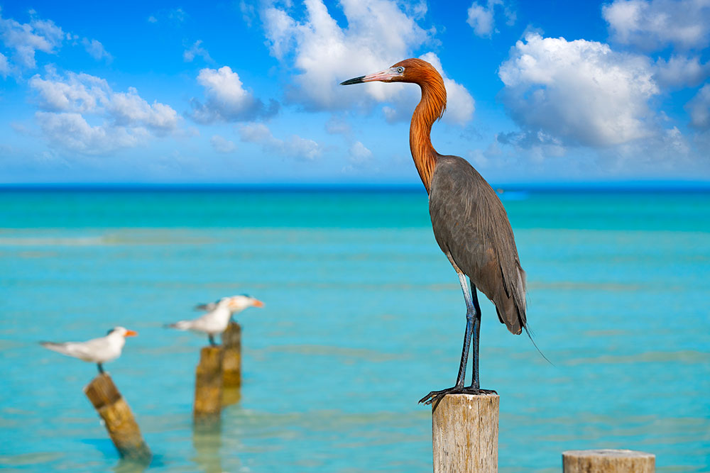 The Reddish Egret is a resident breeder in Central America, The Bahamas, the Caribbean, the Gulf Coast of the United States, and Mexico