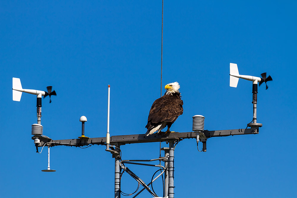 8 Tips to Help Migratory Birds