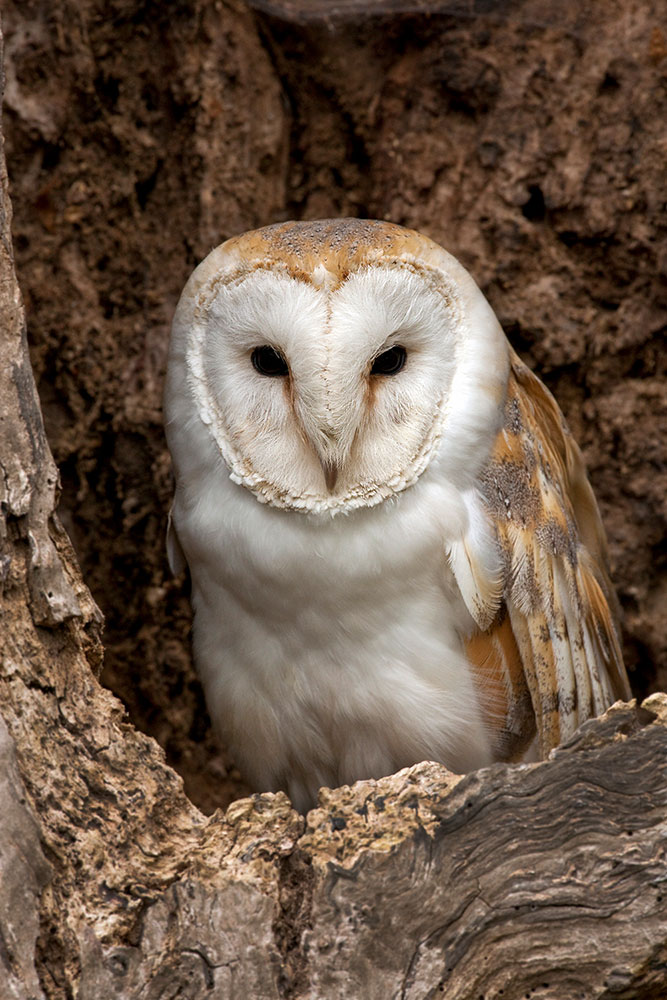 8 Tips to Help Migratory Birds