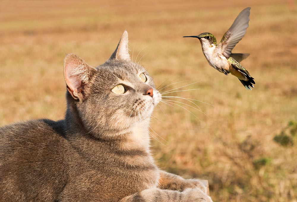 8 Tips to Help Migratory Birds
