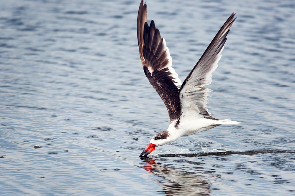 Black skimmer feeding in flight