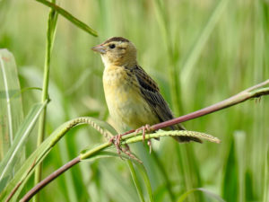 The Bobolink is a long-distance migrant, wintering in southern South America, traveling mostly via Florida and the West Indies, with few occurring in Mexico or Central America