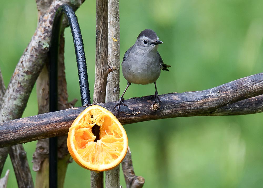 Gray Catbirds love fruit and enjoy nibbling on orange slices left for the Baltimore Orioles
