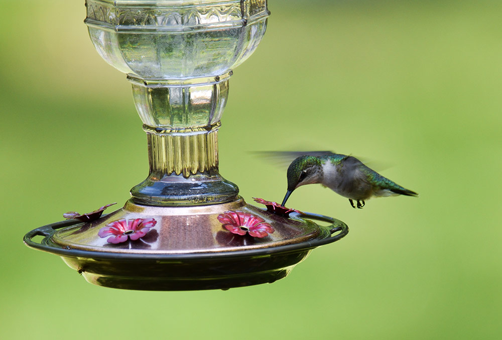 Don' use red dye in your hummingbird mixture. Dyes contain petroleum that may be harmful to hummingbirds