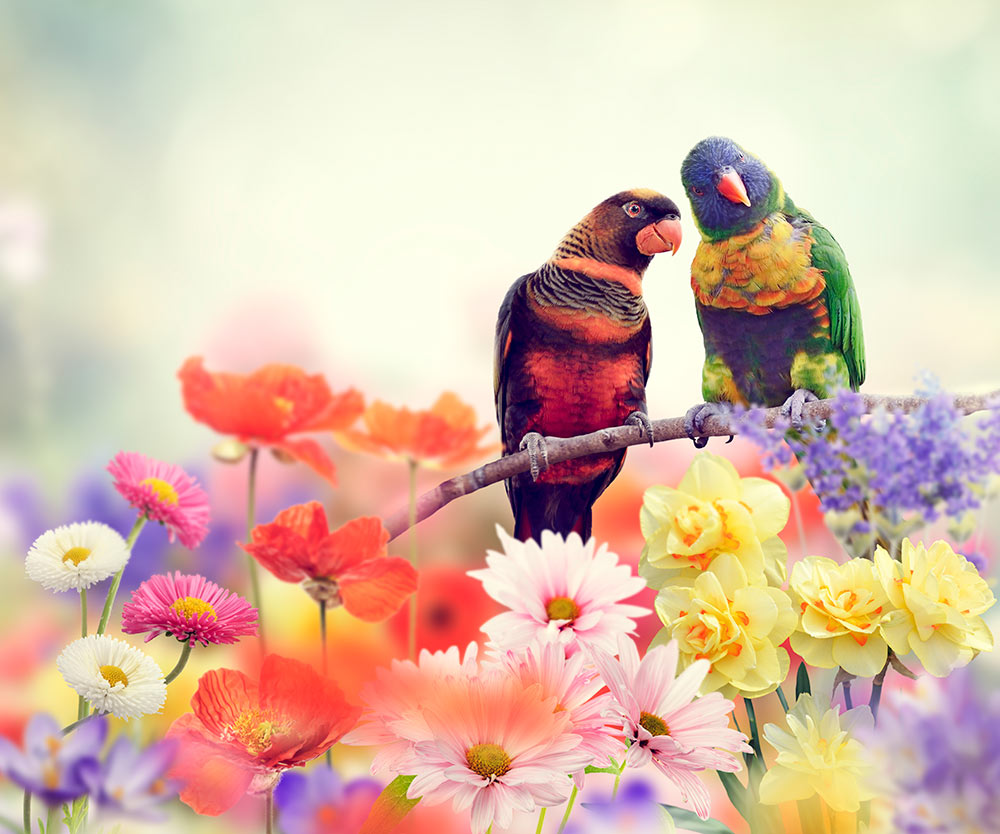 8 Tips to Help Migratory Birds