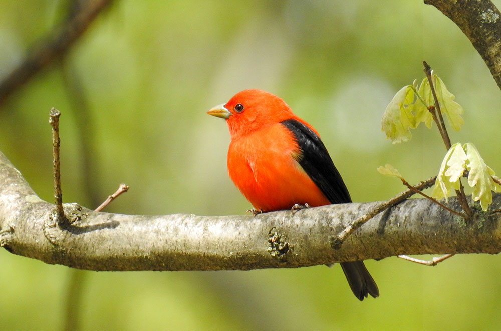 Scarlet Tanagers arrive in spring from their winter home in South America