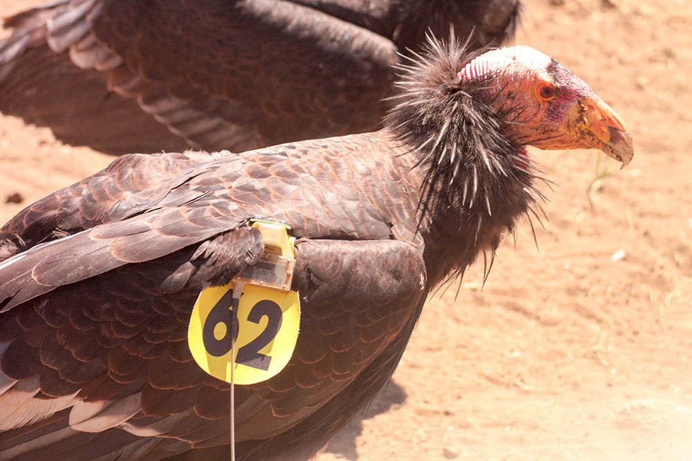 California condor #262, father to condor chick #980, both of which are featured in the 2019 live streaming Condor Cam. Photo credit: USFWS