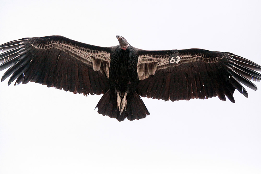 California condor #563, mother to condor chick #980, both of which are featured in the 2019 live streaming Condor Cam. Photo credit: USFWS