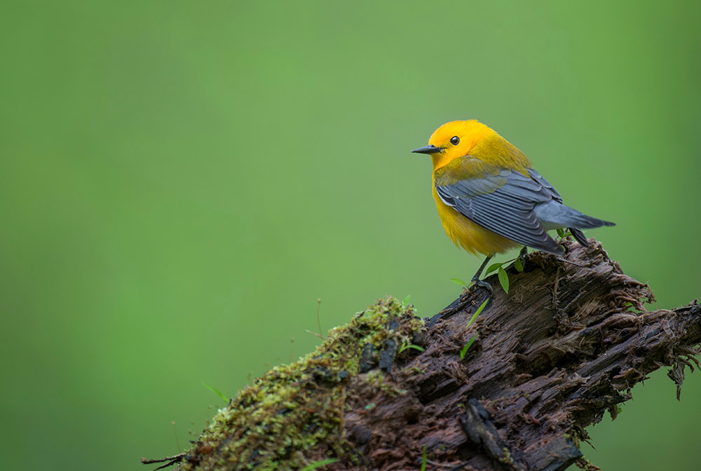 Researchers at the Ohio State University outfitted Prothonotary Warblers with geolocators to trace the birds' migration patterns