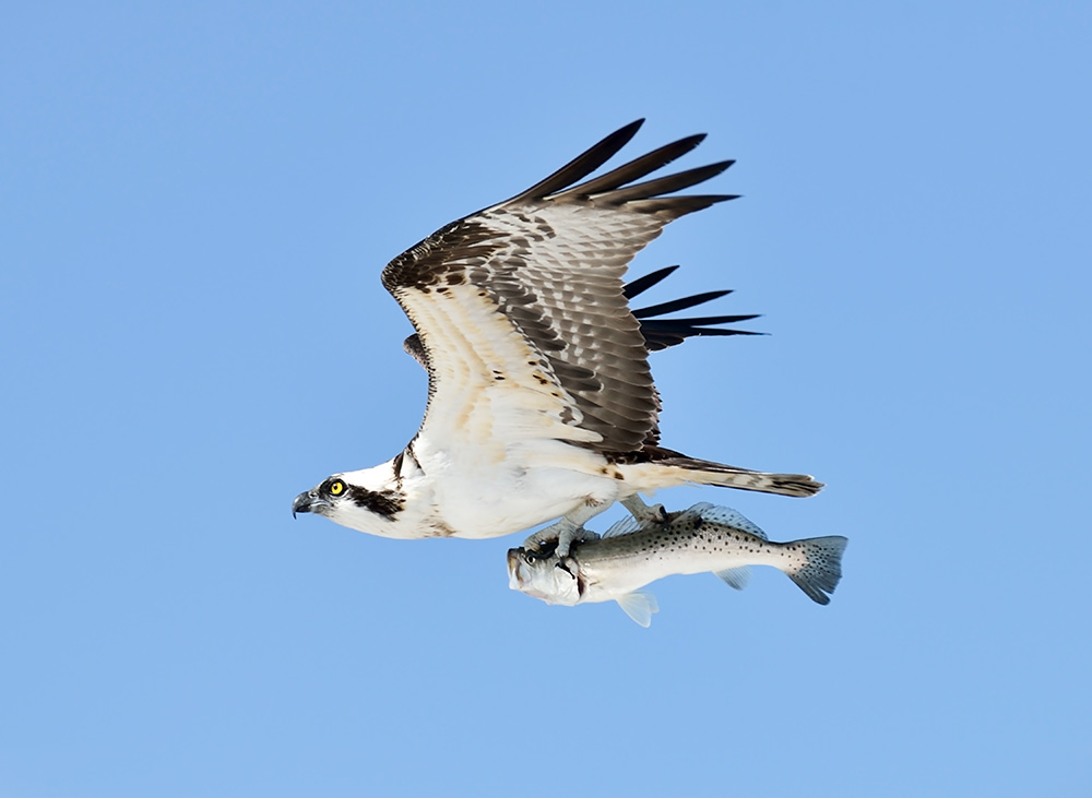 Osprey manipulate the fish so that it's parallel to their body making it aerodynamic
