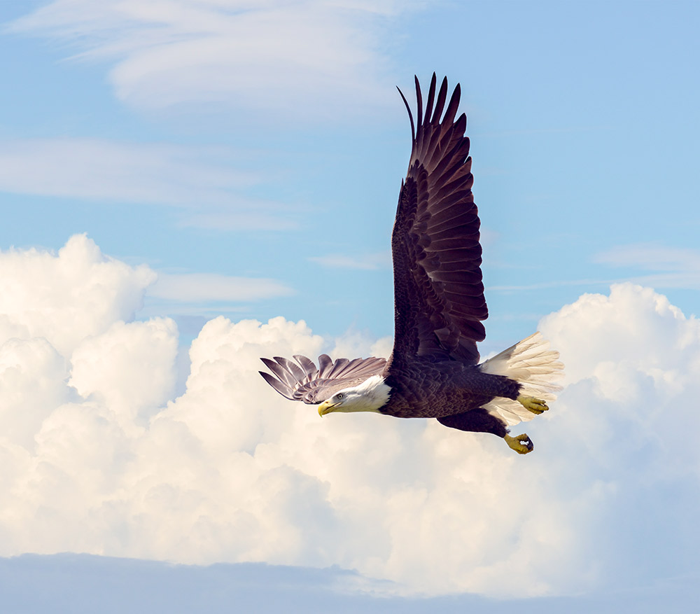 The MBTA saved the majestic Bald Eagle from extinction