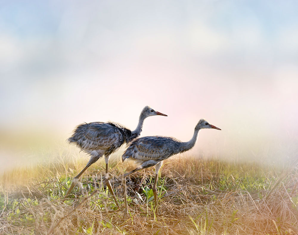 Without the MBTA, these beautiful Sandhill Crane chicks would not be here for us to enjoy