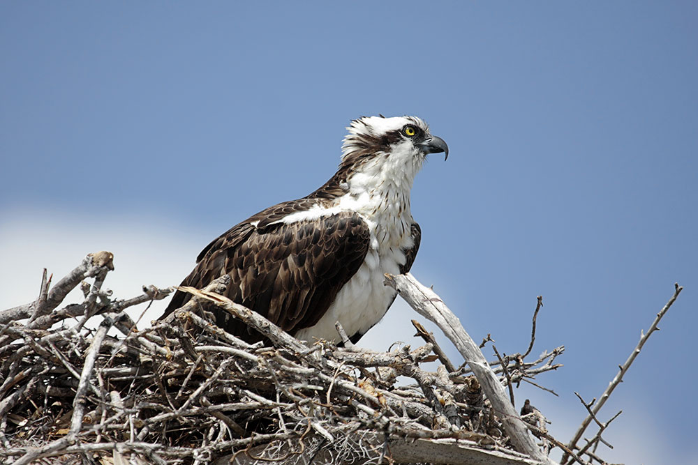 The female in this bird species chooses her mate based on the quality and location of his nest