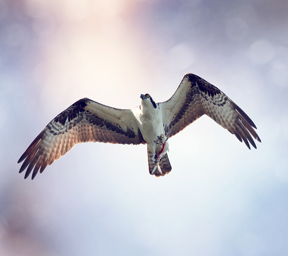 This bird species can can rack up over 160,000 frequent flyer miles during their lifetime