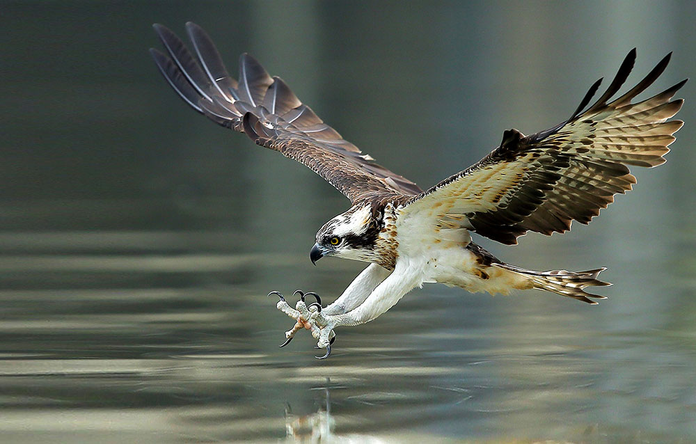 osprey with fish