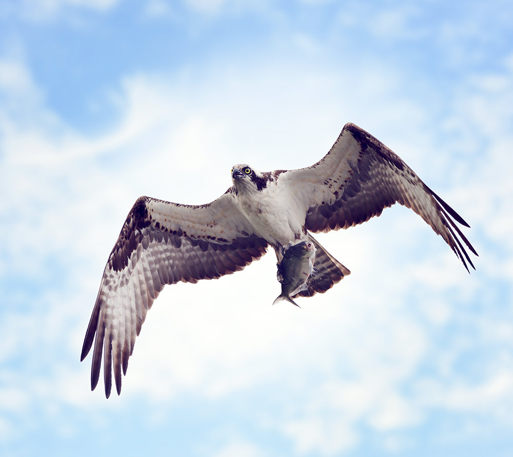 Osprey eat fish almost exclusively, so their neat adaptations are for catching fish