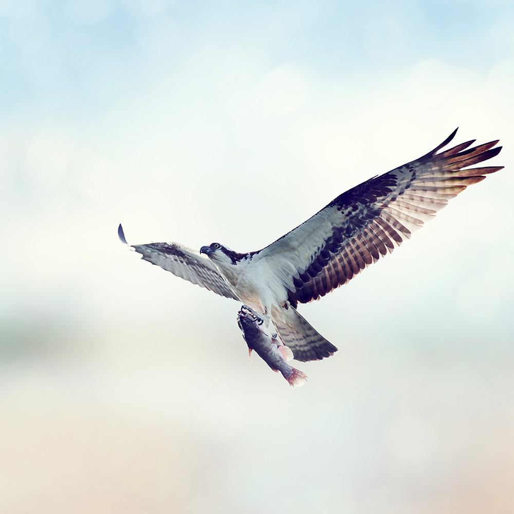Osprey have mighty wings for diving In and out of water