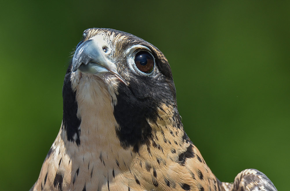 Falcons can see very far