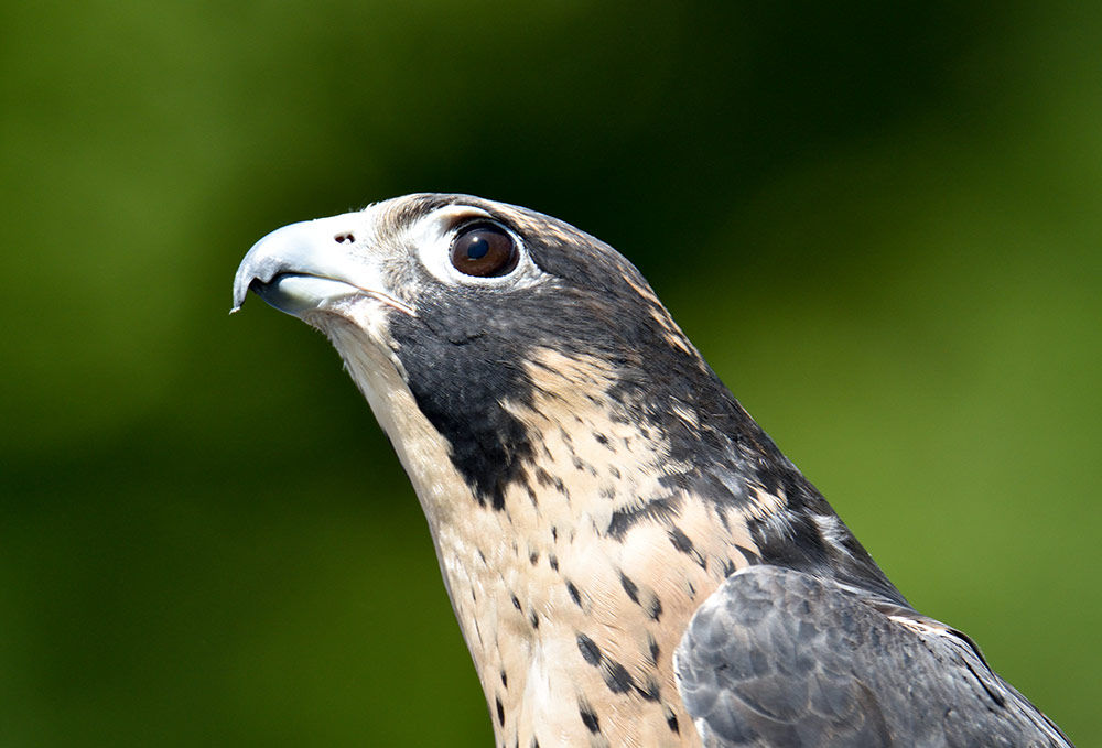 Peregrines Falcons have binocular Vision