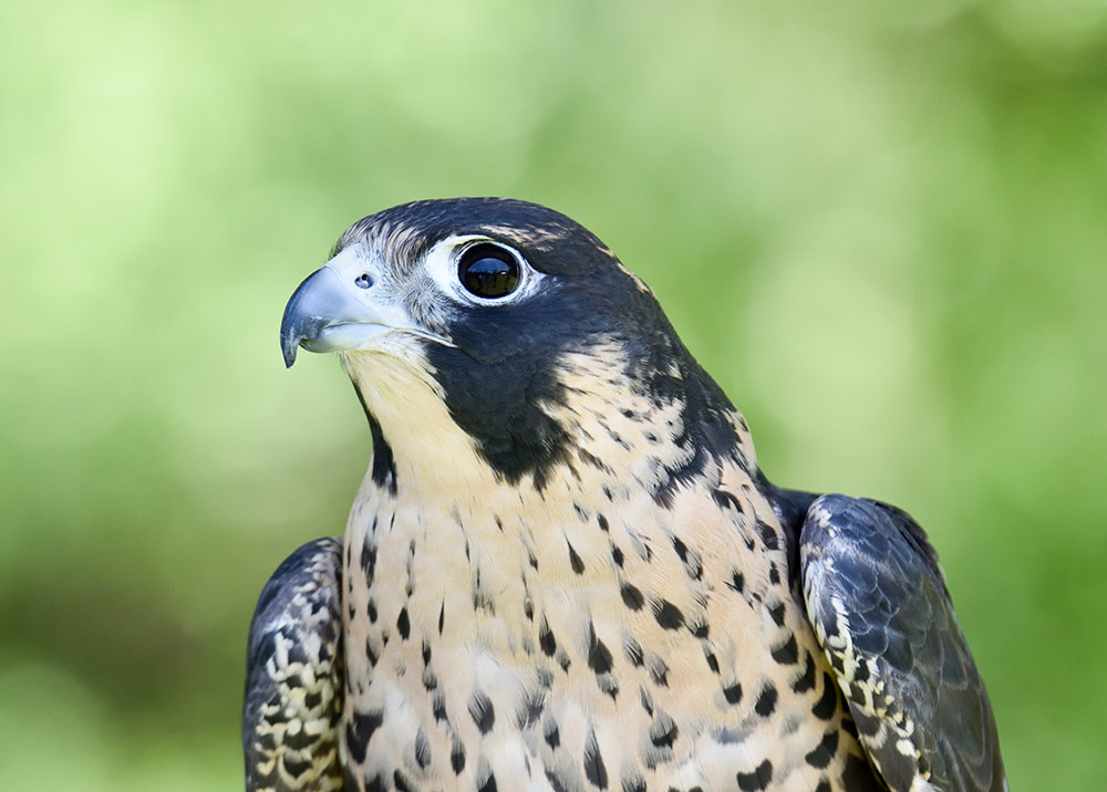 This beautiful Peregrine Falcon is named Equinox and she's a bird ambassador for Christine's Critters