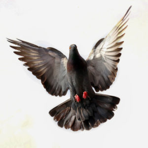 Pigeons flapping their wings faster have faster reactions and greater control over their movements